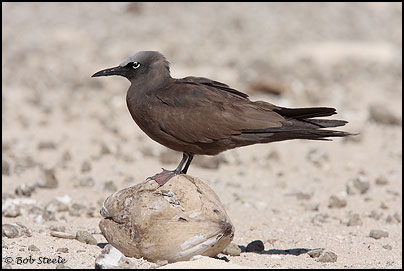 Common (Brown) Noddy (Anous stolidus)