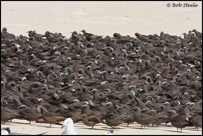 Common (Brown) Noddy (Anous stolidus)