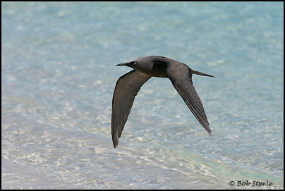 Common (Brown) Noddy (Anous stolidus)