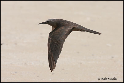 Common (Brown) Noddy (Anous stolidus)