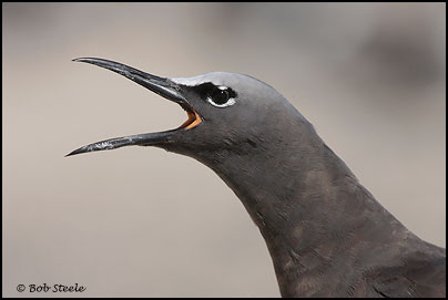 Common (Brown) Noddy (Anous stolidus)