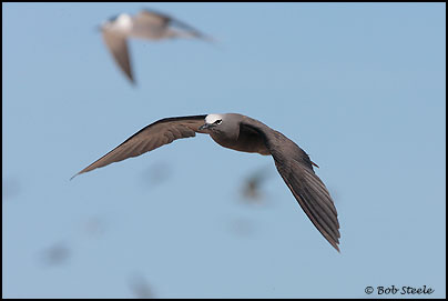 Common (Brown) Noddy (Anous stolidus)