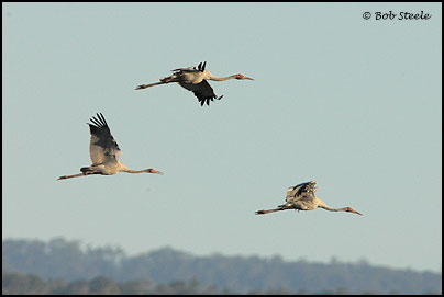 Brolga (Grus rubicunda)