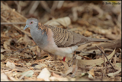 Bar-shouldered Dove (Geopelia humeralis)