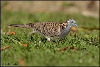 Bar-shouldered Dove (Geopelia humeralis)