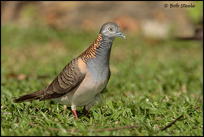 Bar-shouldered Dove (Geopelia humeralis)