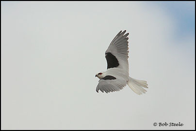 Black-shouldered Kite (Elanus axillaris)