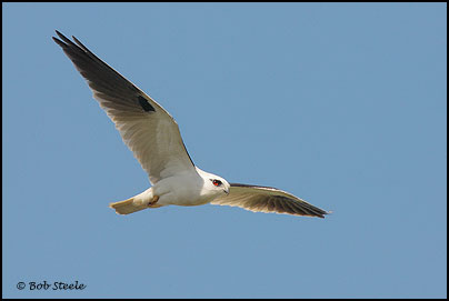 Black-shouldered Kite (Elanus axillaris)