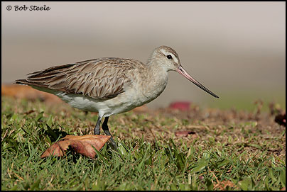 Bar-tailed Godwit (Limosa lapponica)