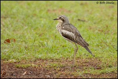 Bush Stone-curlew (Burhinus grallarius)