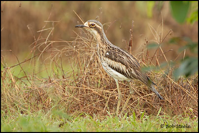 Bush Stone-curlew (Burhinus grallarius)