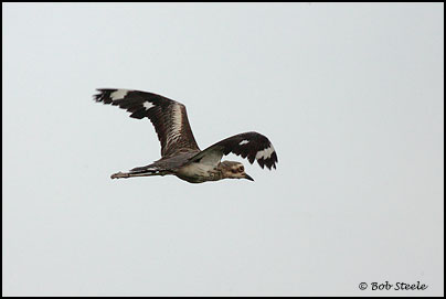 Bush Stone-curlew (Burhinus grallarius)