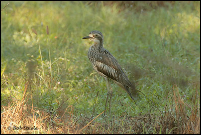 Bush Stone-curlew (Burhinus grallarius)