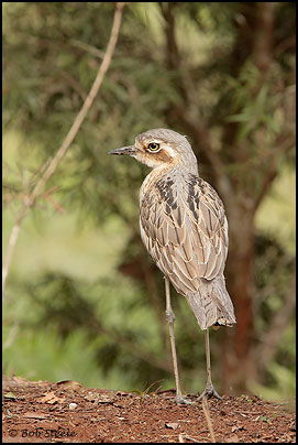 Bush Stone-curlew (Burhinus grallarius)
