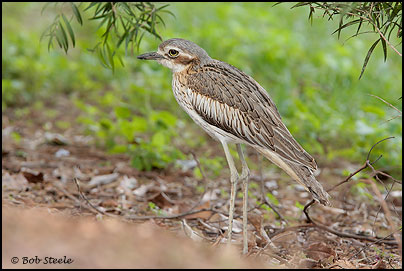 Bush Stone-curlew (Burhinus grallarius)