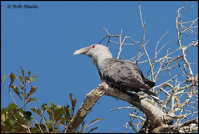 Channel-billed Cuckoo (Scythrops novaehollandiae)