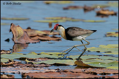 Comb-crested Jacana (Irediparra gallinacea)