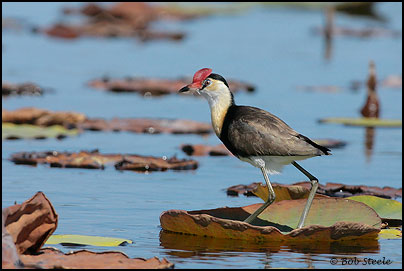 Comb-crested Jacana (Irediparra gallinacea)