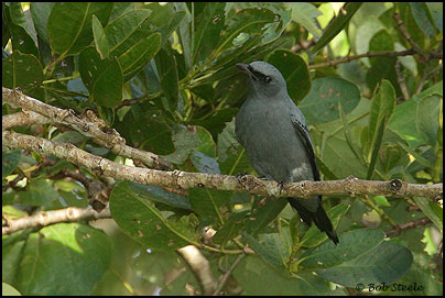Cicadabird (Coracina tenuirostris)