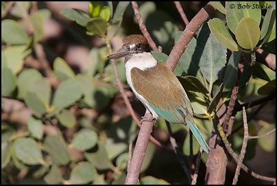 Collared Kingfisher (Todiramphus chloris)