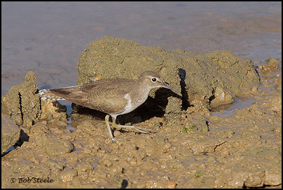 Common Sandpiper (Actitis hypoleucos)