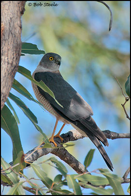 Collared Sparrowhawk (Accipiter cirrhocephalus)