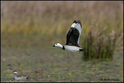 Cotton Pygmy-goose (Nettapus coromandelianus)
