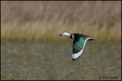 Cotton Pygmy-goose (Nettapus coromandelianus)