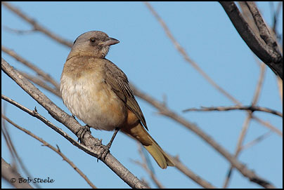 Crested Bellbird (Oreoica gutturalis)