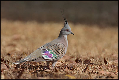 Crested Pigeon (Ocyphaps lophotes)