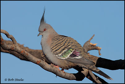 Crested Pigeon (Ocyphaps lophotes)
