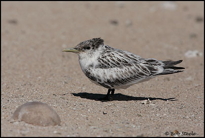 Crested Tern (Sterna bengalensis)