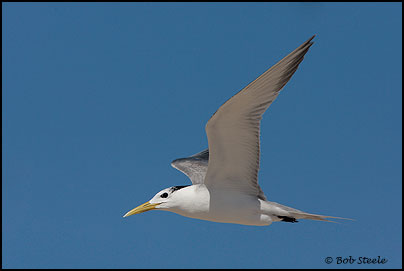 Crested Tern (Sterna bengalensis)