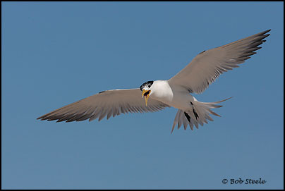 Crested Tern (Sterna bengalensis)