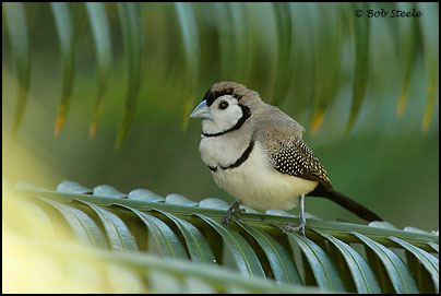 Double-barred Finch (Taeniopygia bichenovii)
