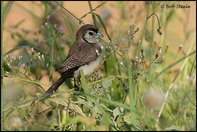 Double-barred Finch (Taeniopygia bichenovii)