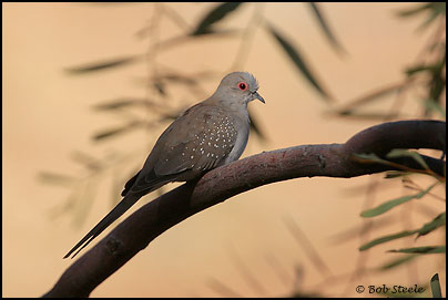 Diamond Dove (Geopelia cuneata)