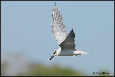 Gull-billed Tern (Sterna nilotica)