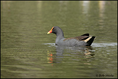 Dusky Moorhen (Gallinula tenebrosa)