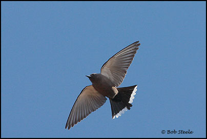 Dusky Woodswallow (Artamus cyanopterus)