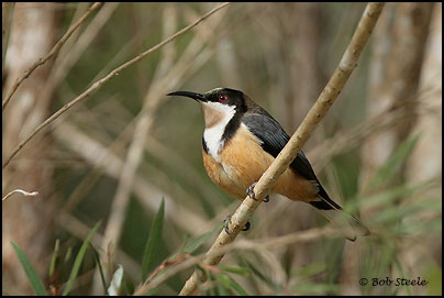 Eastern Spinebill (Acanthorhynchus tenuirostris)