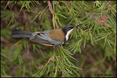 Eastern Spinebill (Acanthorhynchus tenuirostris)