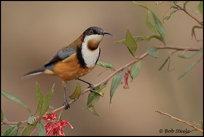 Eastern Spinebill (Acanthorhynchus tenuirostris)