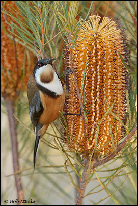 Eastern Spinebill (Acanthorhynchus tenuirostris)