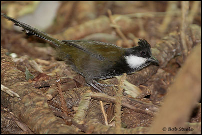 Eastern Whipbird (Psophodes olivaceus)