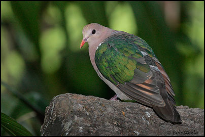 Emerald Dove (Chalcophaps indica)