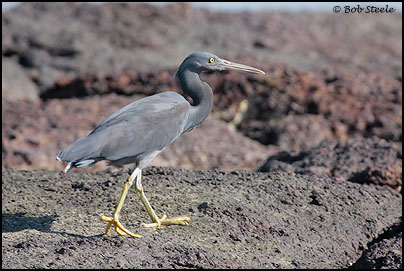 Eastern Reef Egret (Egretta sacra)