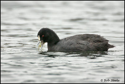 Eurasian Coot (Fulica atra)