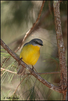 Eastern Yellow Robin (Eopsaltria australis)