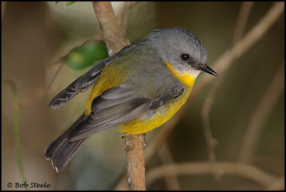 Eastern Yellow Robin (Eopsaltria australis)